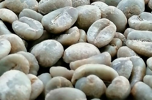 granos de café Sultana del Norte Nicaragua