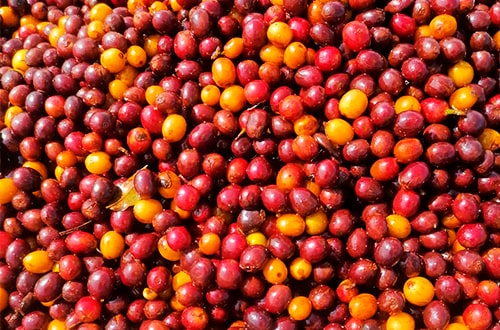 granos de café maduro Sultana del Norte Nicaragua